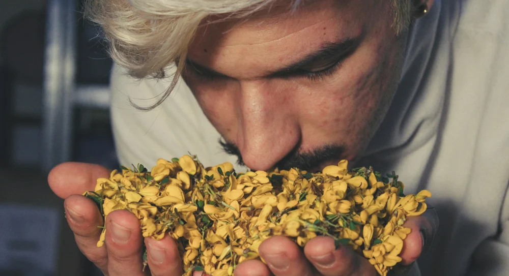Perfumer smelling a flowering plant